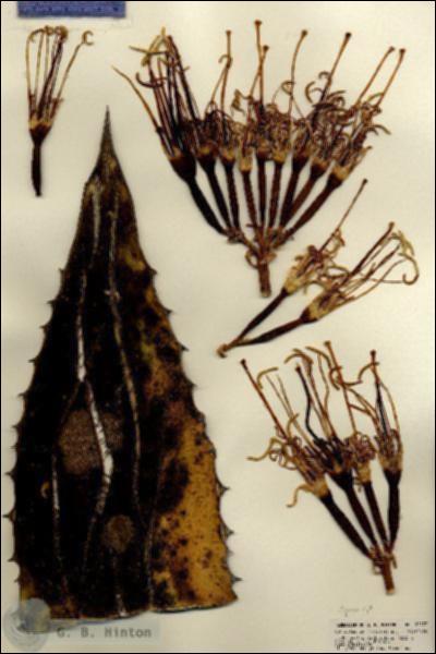 URN_catalog_HBHinton_herbarium_22177.jpg.jpg