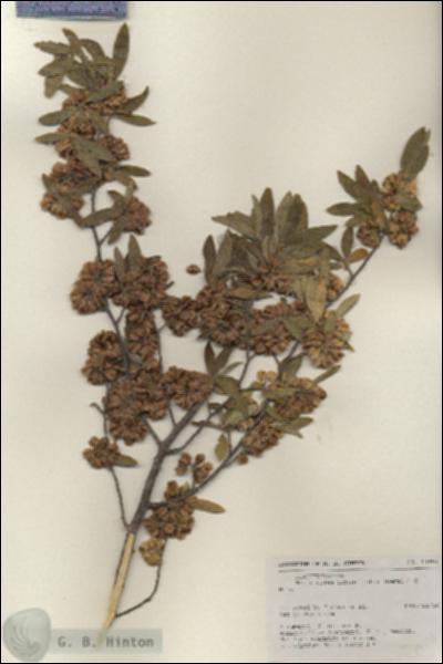 URN_catalog_HBHinton_herbarium_19996.jpg.jpg