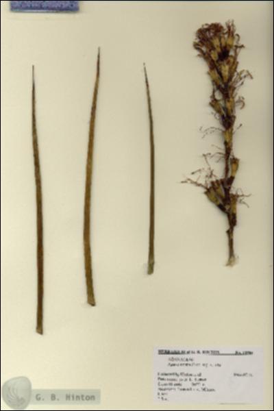 URN_catalog_HBHinton_herbarium_18986.jpg.jpg