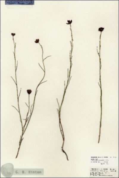URN_catalog_HBHinton_herbarium_23047.jpg.jpg