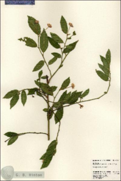 URN_catalog_HBHinton_herbarium_24515.jpg.jpg