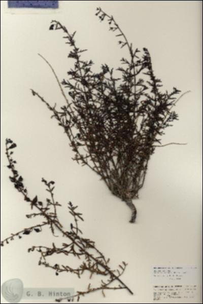 URN_catalog_HBHinton_herbarium_25709.jpg.jpg