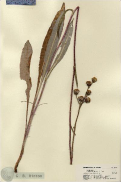 URN_catalog_HBHinton_herbarium_22404.jpg.jpg