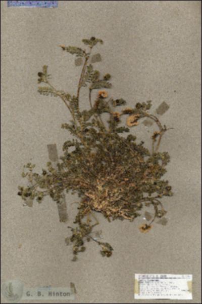 URN_catalog_HBHinton_herbarium_17000.jpg.jpg