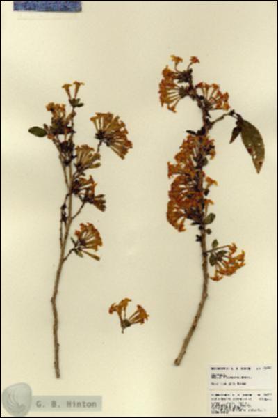 URN_catalog_HBHinton_herbarium_22677.jpg.jpg