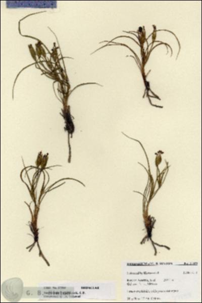 URN_catalog_HBHinton_herbarium_27599.jpg.jpg