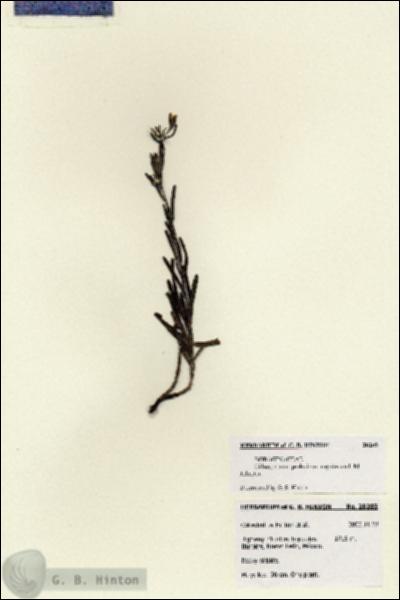 URN_catalog_HBHinton_herbarium_28203.jpg.jpg