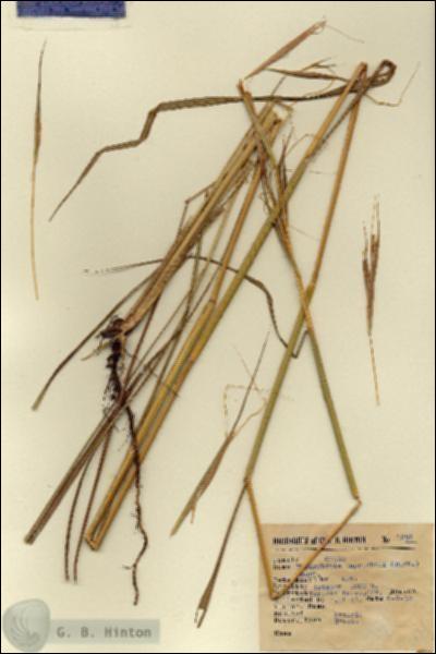 URN_catalog_HBHinton_herbarium_1638.jpg.jpg