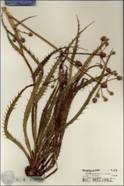 URN_catalog_HBHinton_herbarium_21333.jpg.jpg