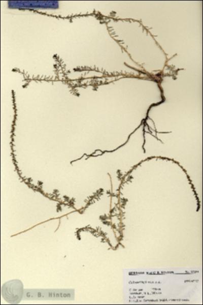 URN_catalog_HBHinton_herbarium_27359.jpg.jpg