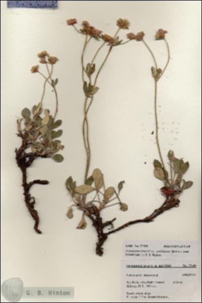 URN_catalog_HBHinton_herbarium_27189.jpg.jpg