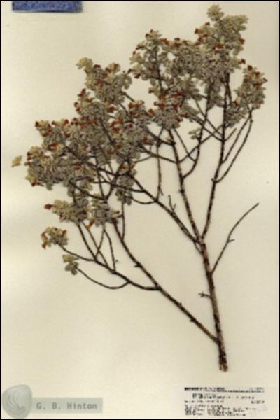 URN_catalog_HBHinton_herbarium_22335.jpg.jpg
