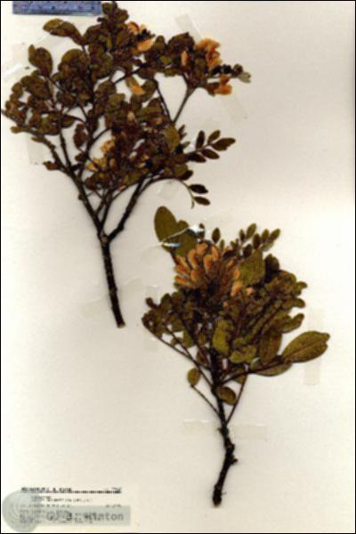 URN_catalog_HBHinton_herbarium_19648.jpg.jpg