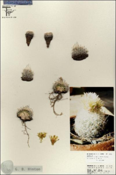 URN_catalog_HBHinton_herbarium_25794.jpg.jpg