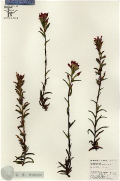 URN_catalog_HBHinton_herbarium_25604.jpg.jpg