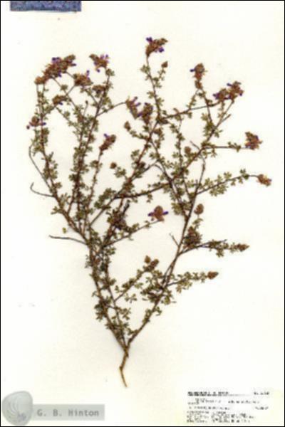 URN_catalog_HBHinton_herbarium_20633.jpg.jpg