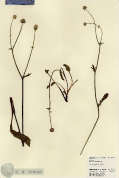 URN_catalog_HBHinton_herbarium_23210.jpg.jpg