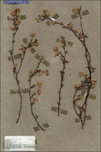 URN_catalog_HBHinton_herbarium_17757.jpg.jpg