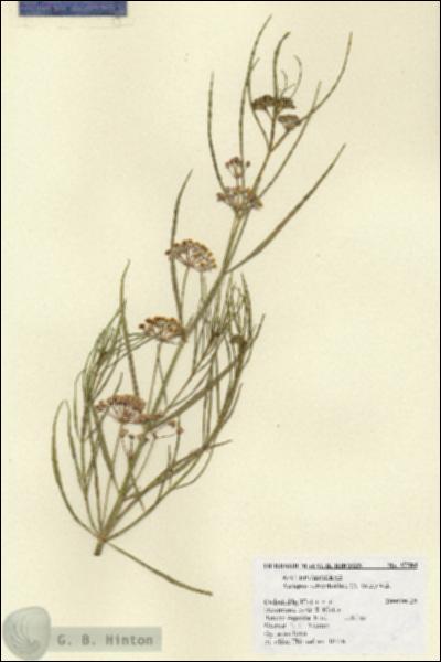 URN_catalog_HBHinton_herbarium_27584.jpg.jpg