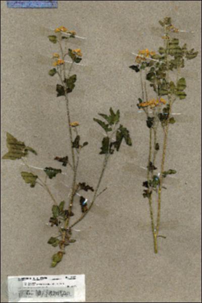 URN_catalog_HBHinton_herbarium_19657.jpg.jpg