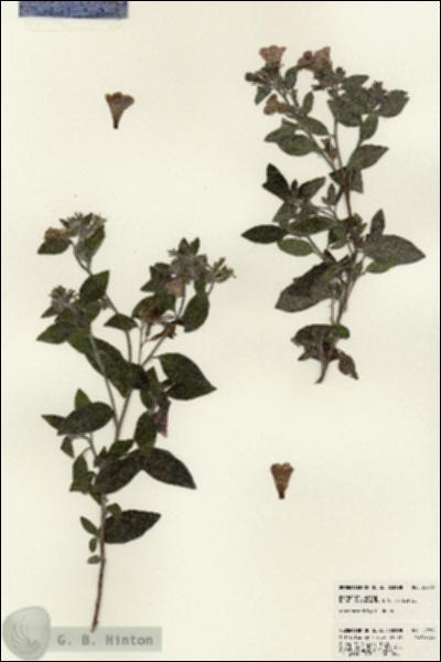 URN_catalog_HBHinton_herbarium_22898.jpg.jpg