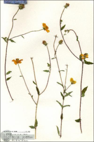 URN_catalog_HBHinton_herbarium_20829.jpg.jpg