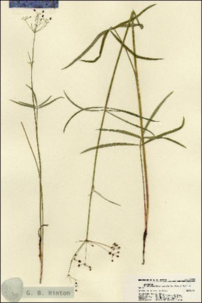URN_catalog_HBHinton_herbarium_22392.jpg.jpg