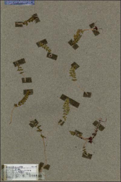 URN_catalog_HBHinton_herbarium_17047.jpg.jpg