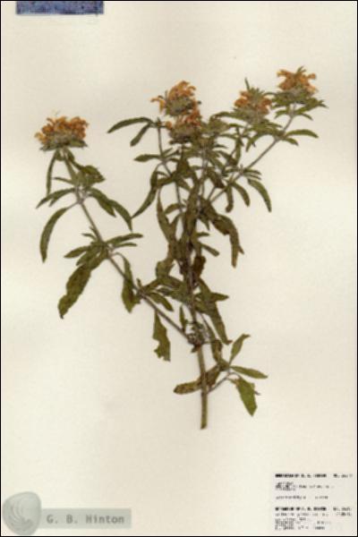URN_catalog_HBHinton_herbarium_24210.jpg.jpg