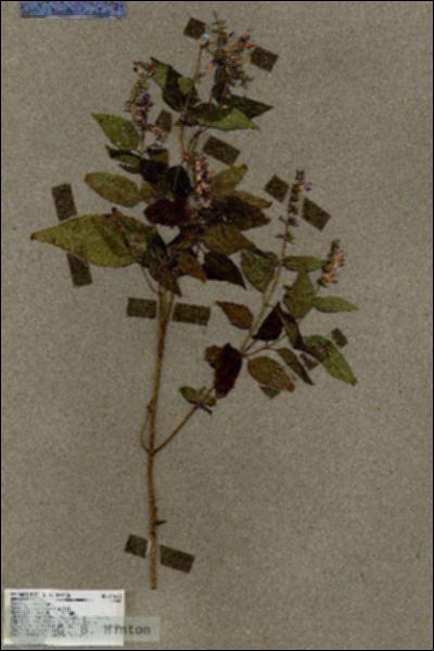 URN_catalog_HBHinton_herbarium_17668.jpg.jpg