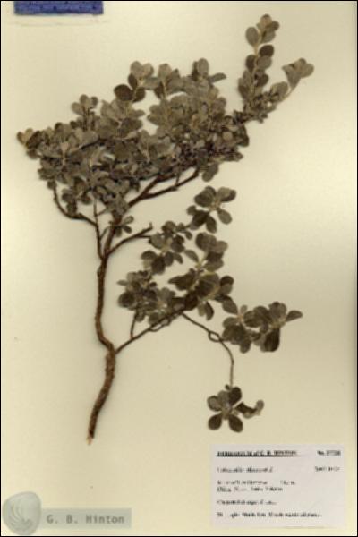 URN_catalog_HBHinton_herbarium_27735.jpg.jpg