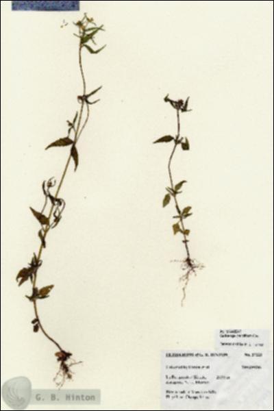 URN_catalog_HBHinton_herbarium_27221.jpg.jpg