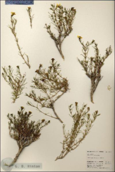 URN_catalog_HBHinton_herbarium_25681.jpg.jpg