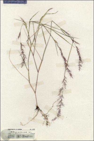 URN_catalog_HBHinton_herbarium_19793.jpg.jpg