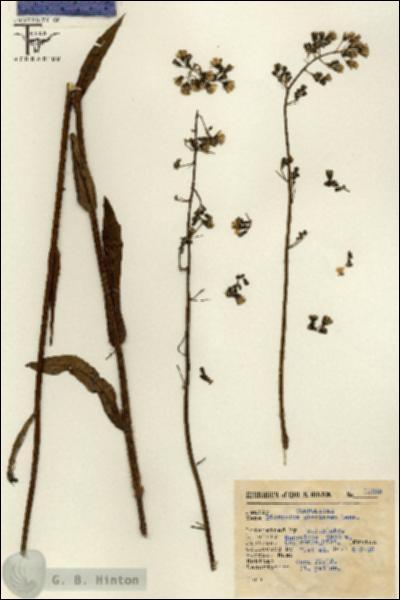 URN_catalog_HBHinton_herbarium_15088.jpg.jpg