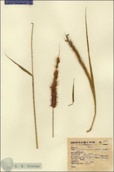 URN_catalog_HBHinton_herbarium_1159.jpg.jpg