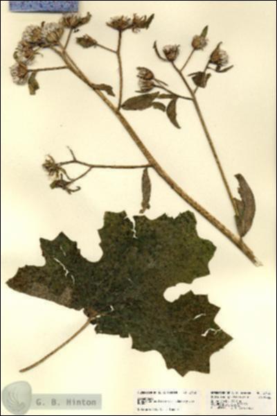 URN_catalog_HBHinton_herbarium_23435.jpg.jpg