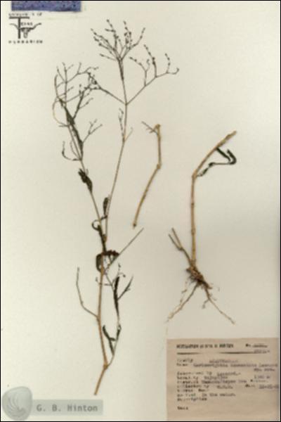 URN_catalog_HBHinton_herbarium_2672.jpg.jpg