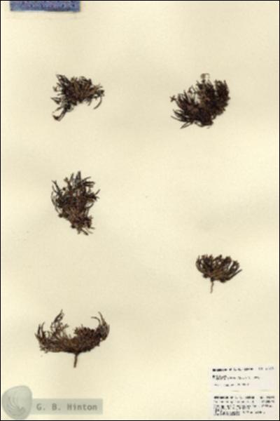 URN_catalog_HBHinton_herbarium_21933.jpg.jpg