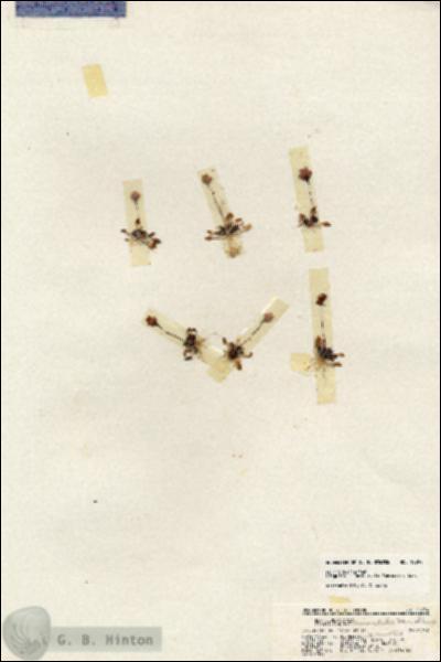 URN_catalog_HBHinton_herbarium_19294.jpg.jpg