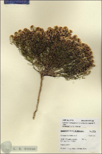 URN_catalog_HBHinton_herbarium_27721.jpg.jpg