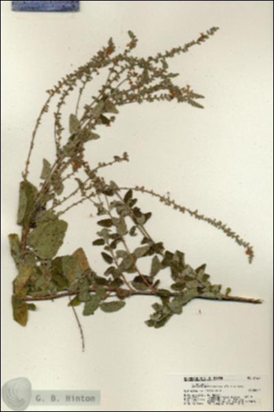 URN_catalog_HBHinton_herbarium_21227.jpg.jpg