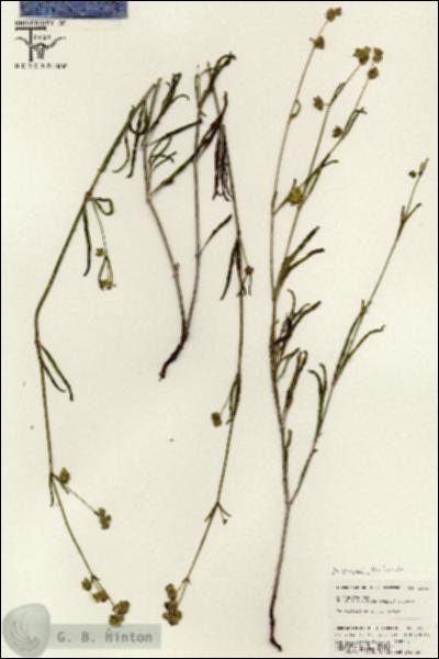 URN_catalog_HBHinton_herbarium_25567.jpg.jpg