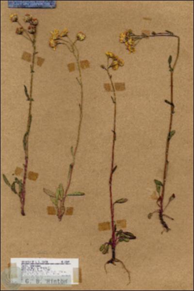 URN_catalog_HBHinton_herbarium_18245.jpg.jpg