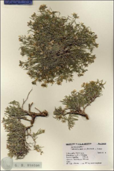 URN_catalog_HBHinton_herbarium_28328.jpg.jpg