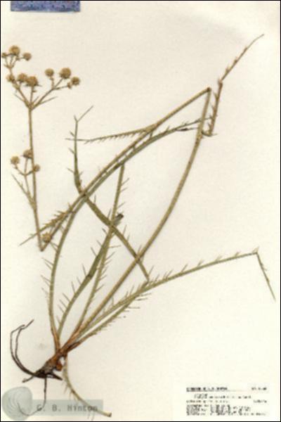 URN_catalog_HBHinton_herbarium_20362.jpg.jpg