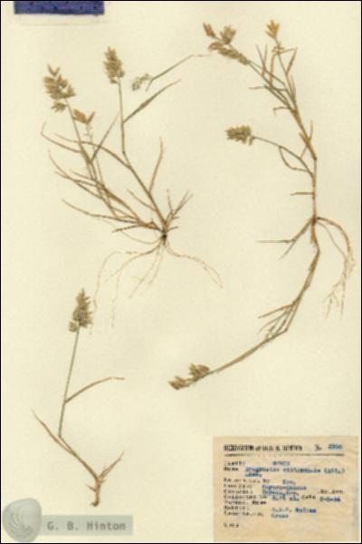 URN_catalog_HBHinton_herbarium_5990.jpg.jpg
