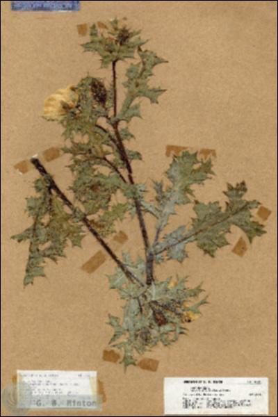 URN_catalog_HBHinton_herbarium_17555.jpg.jpg