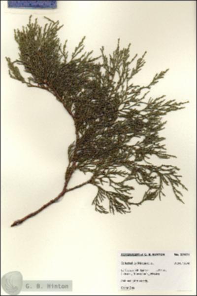 URN_catalog_HBHinton_herbarium_27971.jpg.jpg