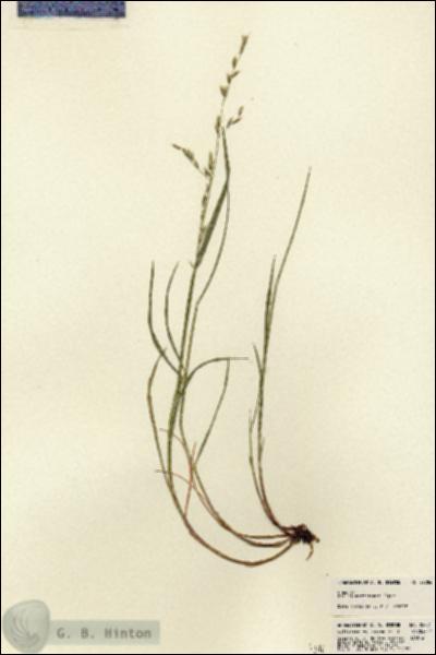 URN_catalog_HBHinton_herbarium_22784.jpg.jpg
